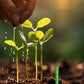 🌱 Tartós növényi táprudak – kiegyensúlyozott gyökereknek, leveleknek és virágoknak! 🌿✨